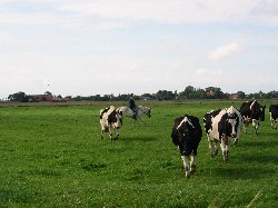 K�he werden in den Stall getrieben