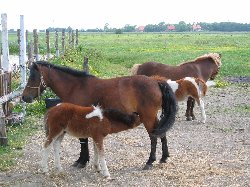 unsere Ponys