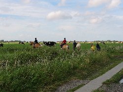 Ponyreiten