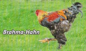 Brahma Hahn